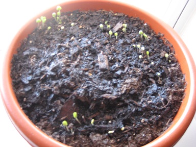 Basil plants: Week 1