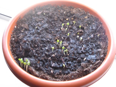 Basil plants: Week 1