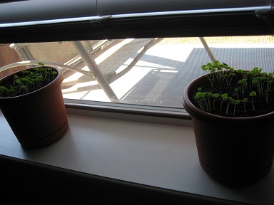 Basil plants: Week 2