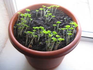 Basil plants: Week 2