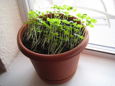 Basil plants: 1 month